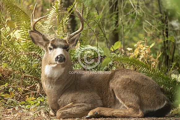 A Blacktail Deer Stag at Rest in the Woods A Blacktail Deer Stag at Rest in the Woods