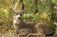 A Blacktail Deer Stag at Rest in the Woods