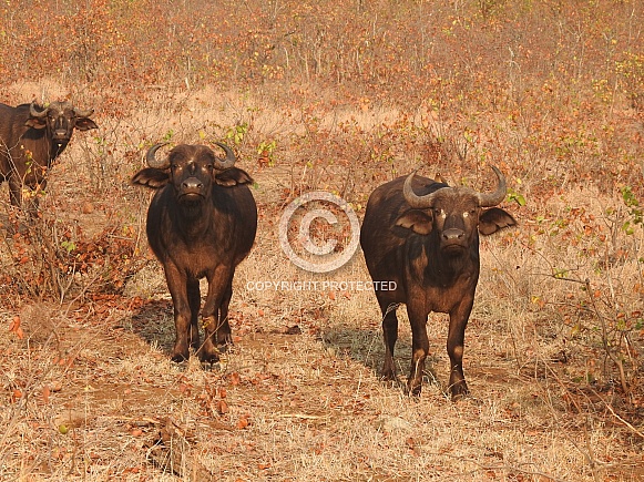 African Buffalo African Buffalo