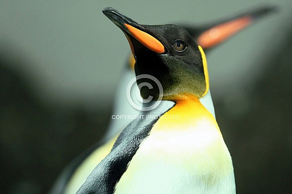 King Penguin King Penguin