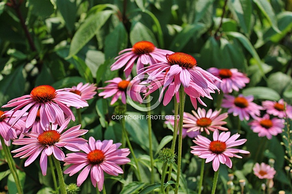 Purple Cone Flowers (Echinacea) Purple Cone Flowers (Echinacea)