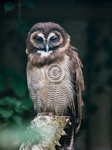 Brown wood owl Brown wood owl