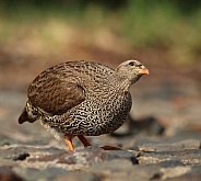 Francolin.