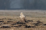 White tailed eagle or European Eagle