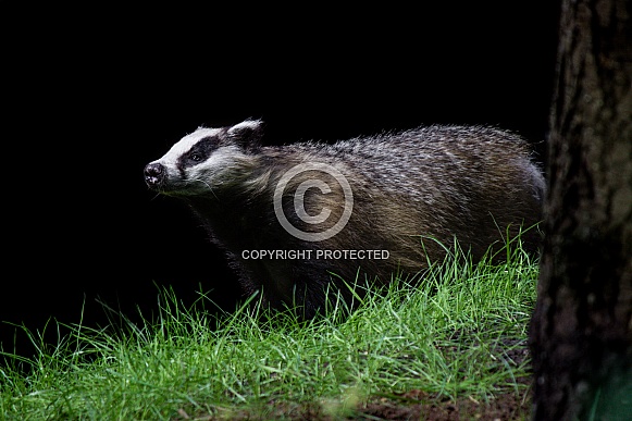 Wild European badger