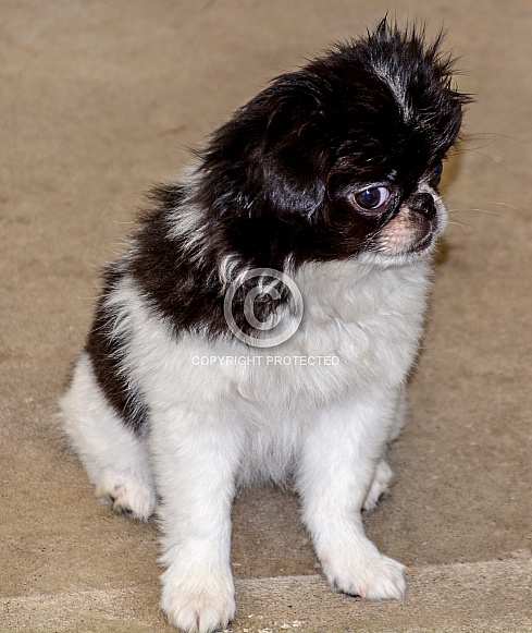 Japanese Chin Puppy