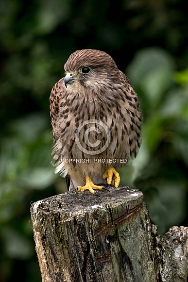 European Kestrel Resting On Tree Stump