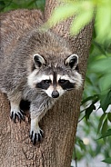 Raccoon