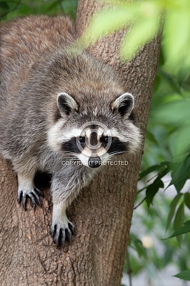 Raccoon