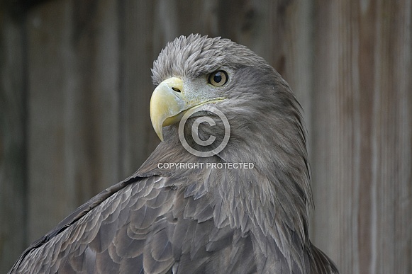 Sea Eagle