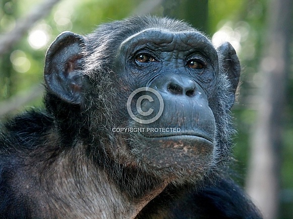 Chimpanzee (Pan troglodytes)