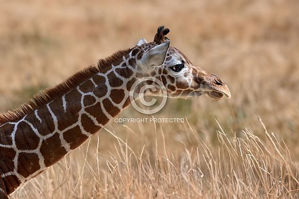 Reticulated giraffe (Giraffa reticulata) Reticulated giraffe (Giraffa reticulata)
