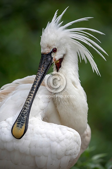 Spoonbill (Platalea leucorodia)