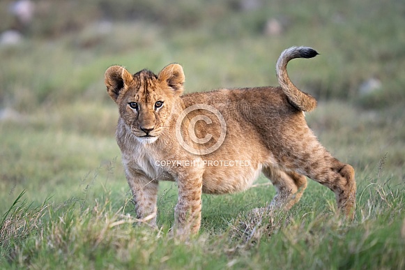 Lion cub after eating with a full belly Lion cub after eating with a full belly