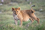 Lion cub after eating with a full belly