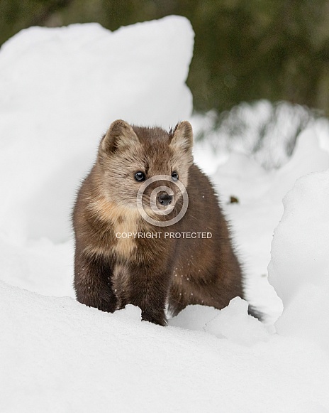 American Pine Marten American Pine Marten