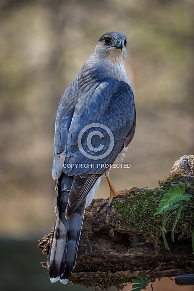 Cooper's Hawk Cooper's Hawk