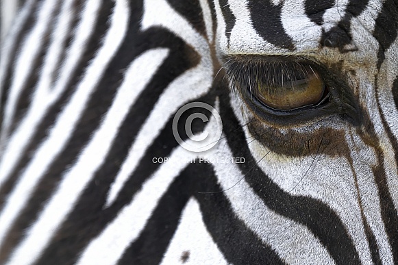 Zebra eye