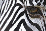 Zebra eye
