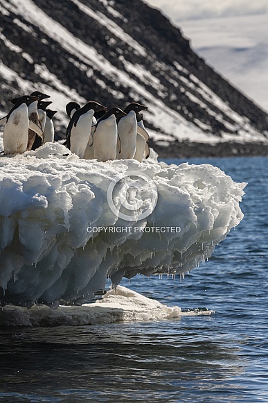 Adelie penguins - Antarctica