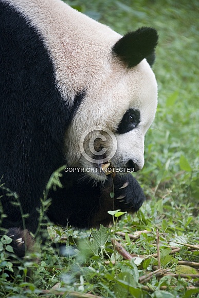 Giant Panda - (Ailuropoda melanoleuca) - China