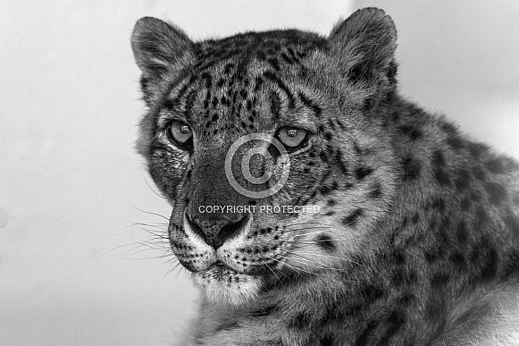 Snow Leopard Close Up Black and White