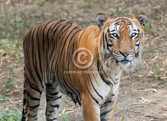 Bengal Tiger