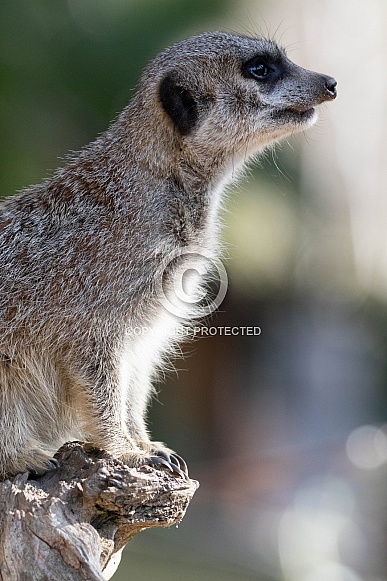 Meerkat