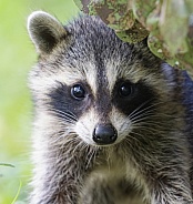 Raccoons