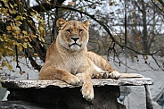 African Lion