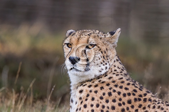 Cheetah