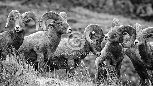 Bighorn Sheep-Big Horn Portrait Fail Bighorn Sheep-Big Horn Portrait Fail