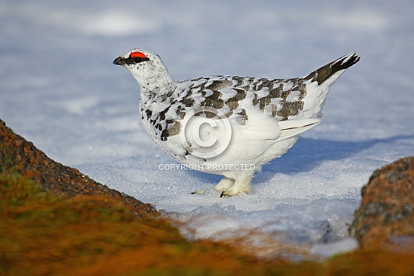 Ptarmigan Ptarmigan