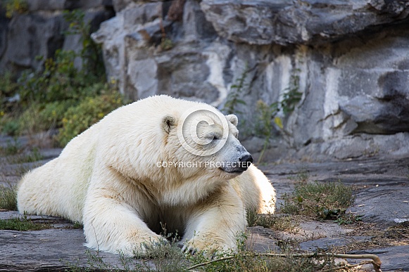 Polar bear Polar bear