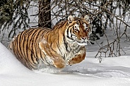 Siberian Tiger-Tiger Ambush