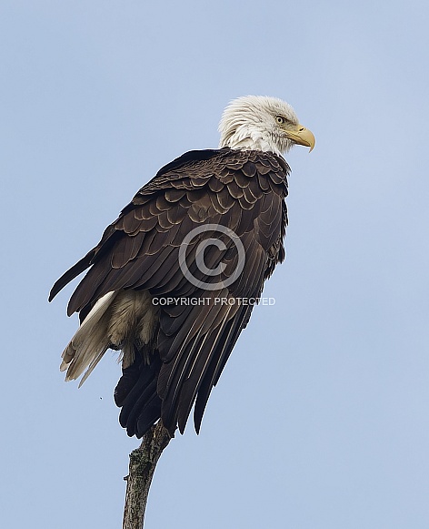 Bald Eagle