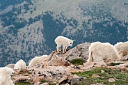Wild mountain goats against an alpine backdrop