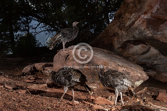 Wild Turkey, Meleagris gallopavo