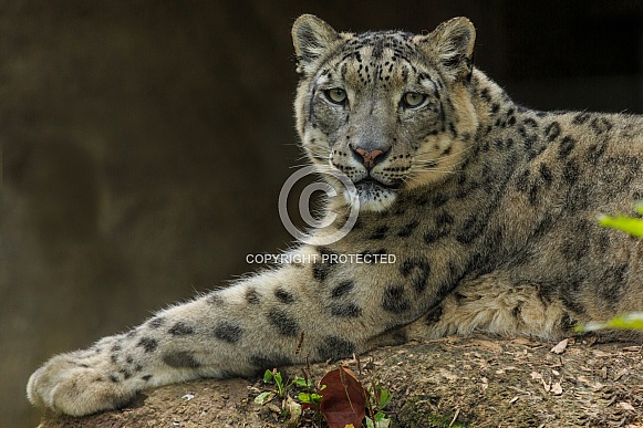 Snow Leopard