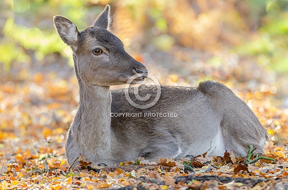 Fallow Deer