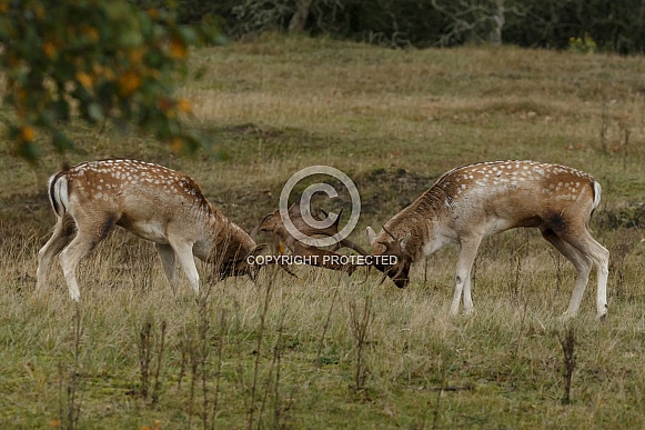 Fallow deer Fallow deer
