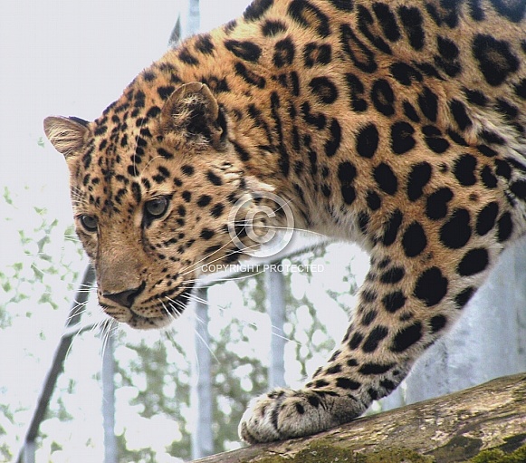 Leopard