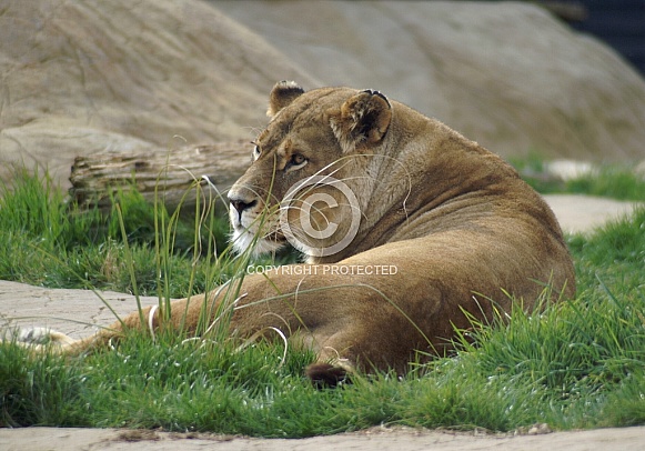 Lioness