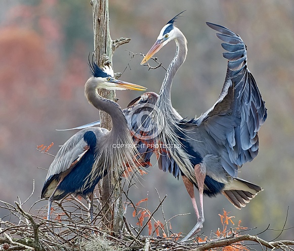 Great Blue Herons Great Blue Herons