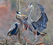 Great Blue Herons