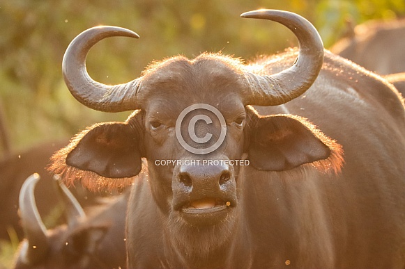 Cape Buffalo