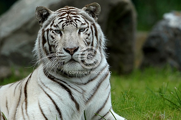 White Tiger White Tiger