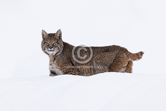 Bobcat