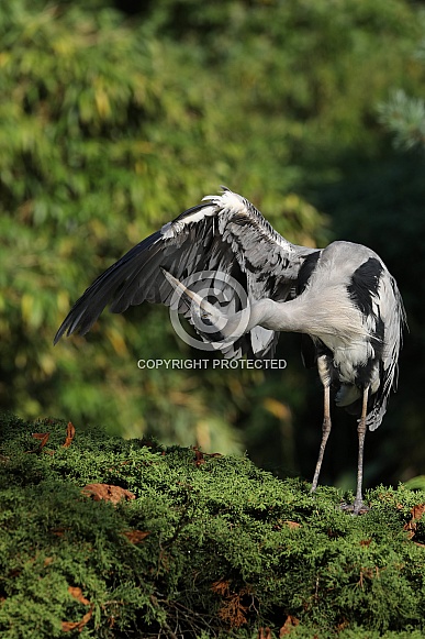 Grey Heron (Ardea Cinerea)