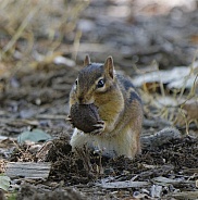 Chipmunk